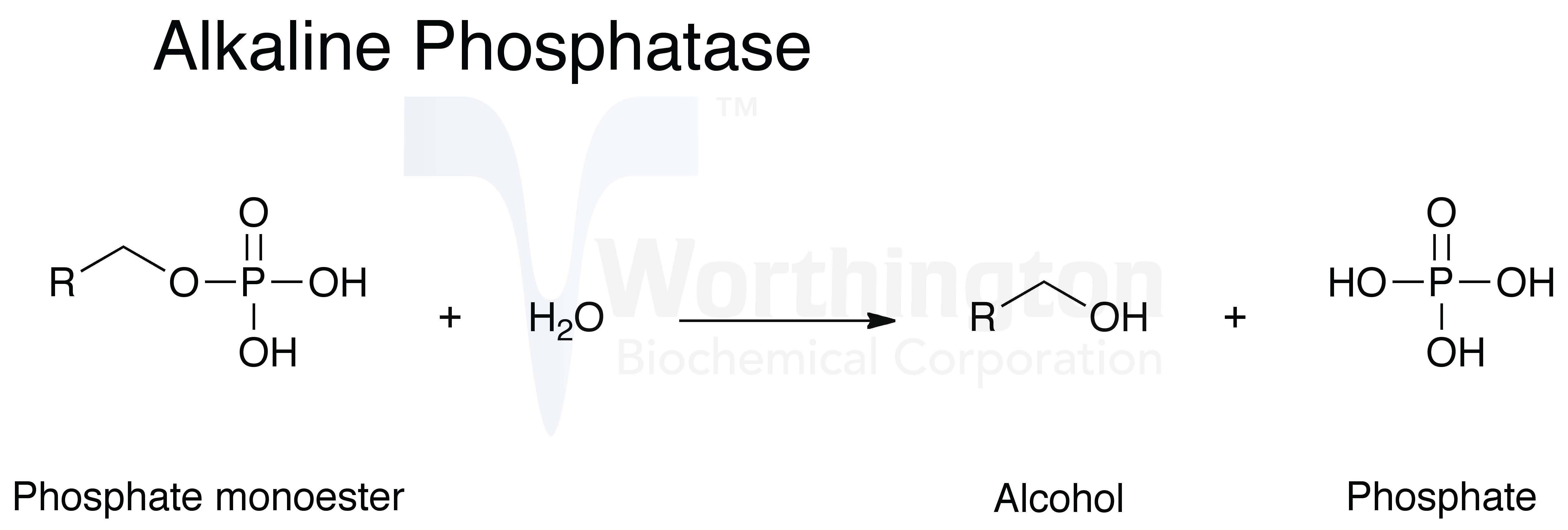 Фосфатаза реакции. Щелочная фосфатаза реакция. Щелочная фосфатаза катализирует реакцию. Реакция щелочной фосфатазы. Щелочная фосфатаза химическая формула.
