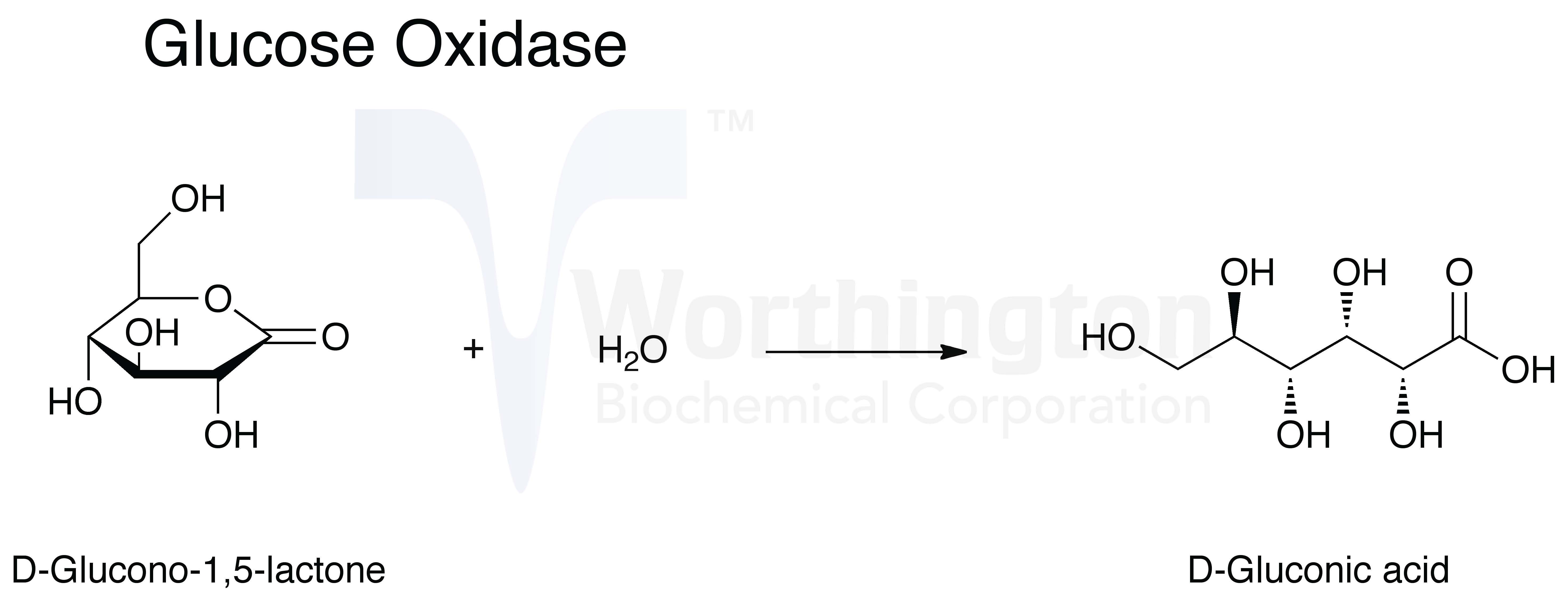 Glucose Oxidase Worthington Enzyme Manual