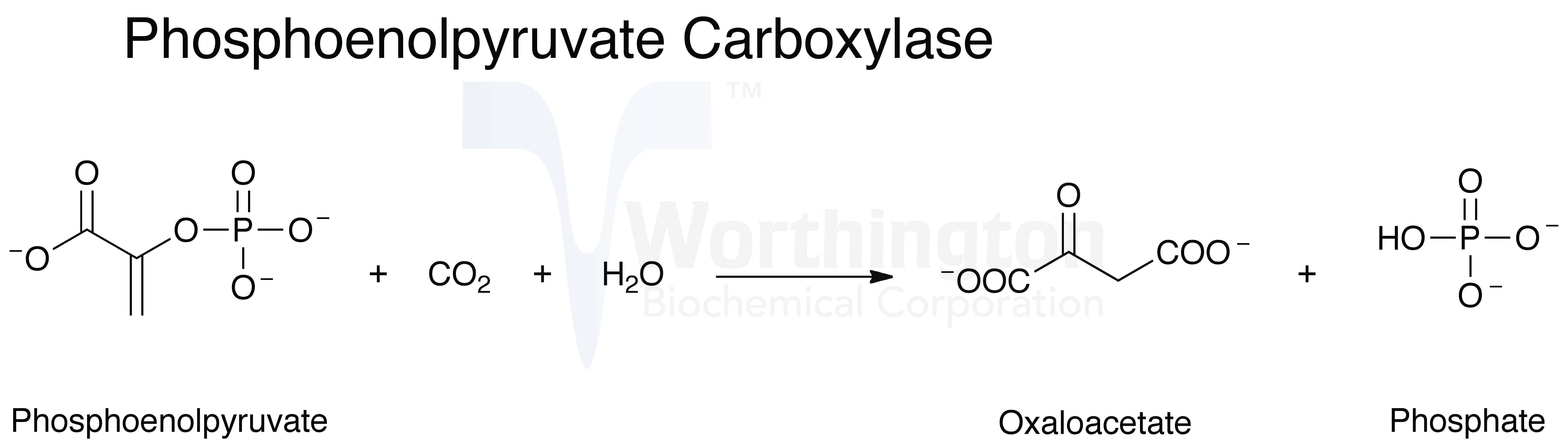 Phosphoenolpyruvate Carboxylase Worthington Enzyme Manual