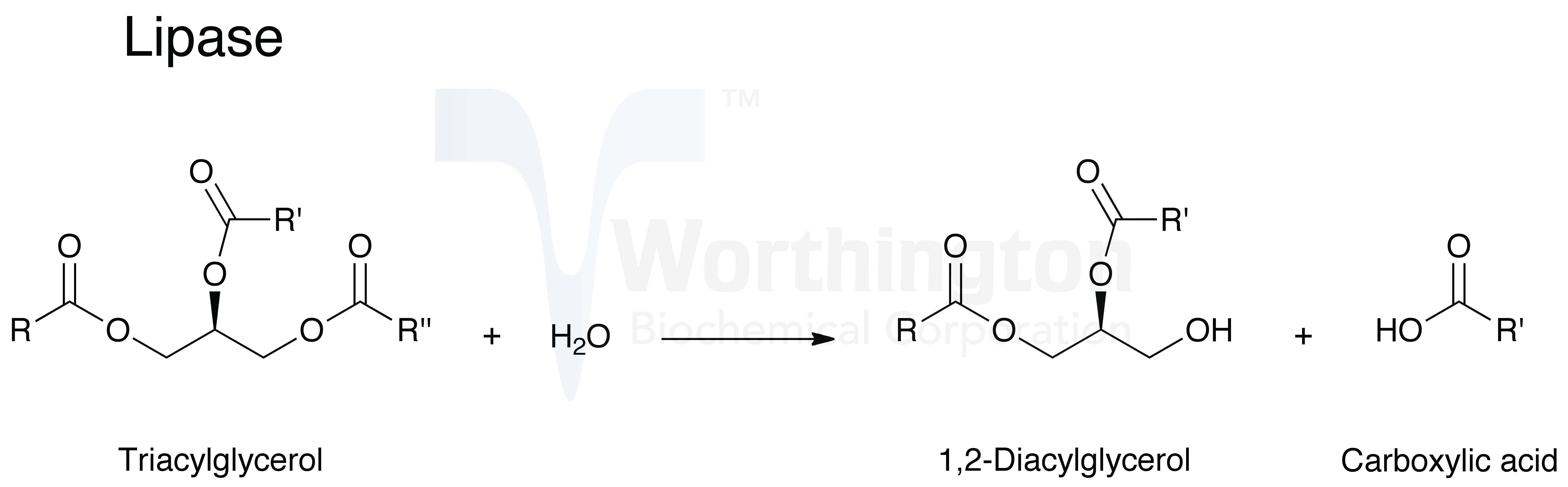 Lipase Enzyme Function In Plants at Camille Holmes blog